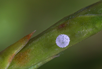 Juniper Hairstreak egg